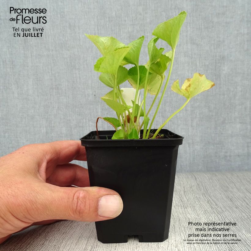 Viola sororia Freckles 8/9 cm pot sample as delivered in summer