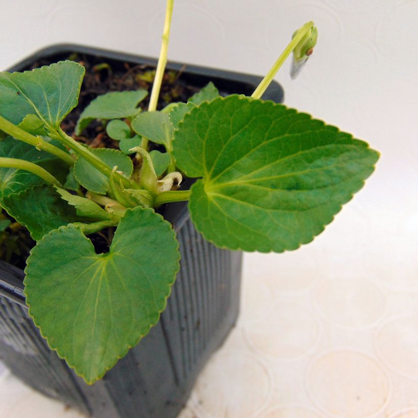 Viola sororia Priceana (Foliage)