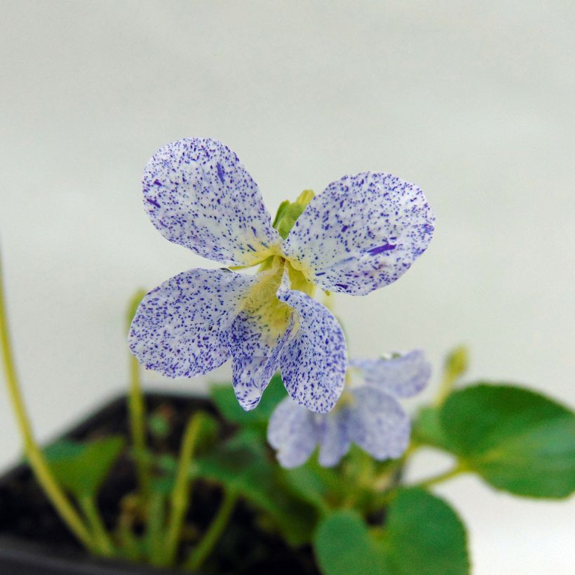 Viola sororia Priceana (Flowering)