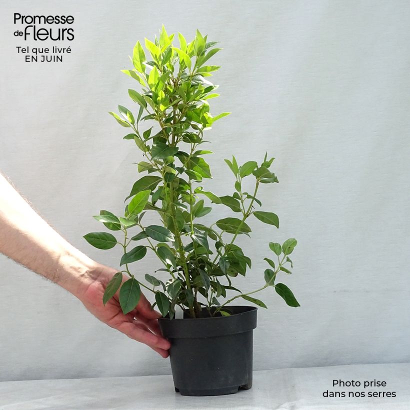 Viburnum tinus Spirit 1.5L/2L pot sample as delivered in summer