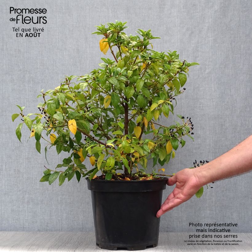 Viburnum tinus - Laurustinus 7.5L/10L pot sample as delivered in summer