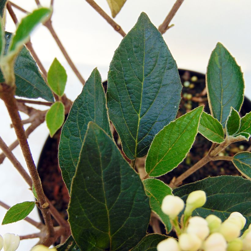 Viburnum  utile Eskimo (Foliage)