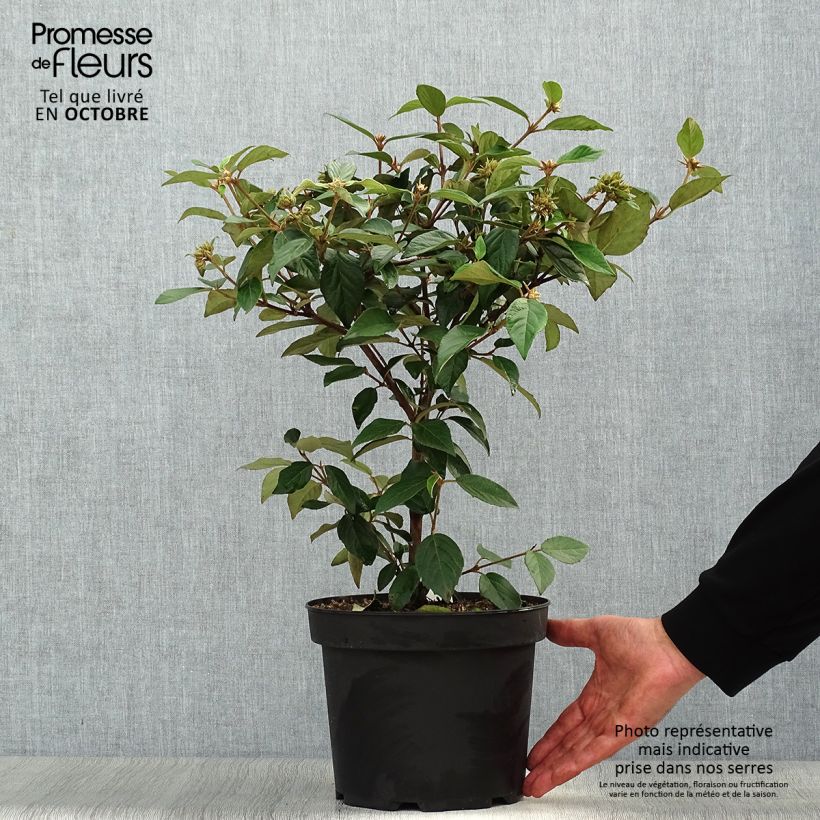 Viburnum  utile Eskimo 4L/5L pot sample as delivered in autumn