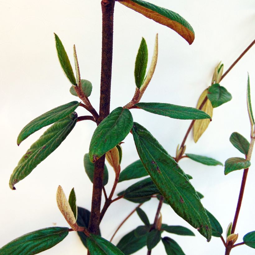 Viburnum x pragense (Foliage)
