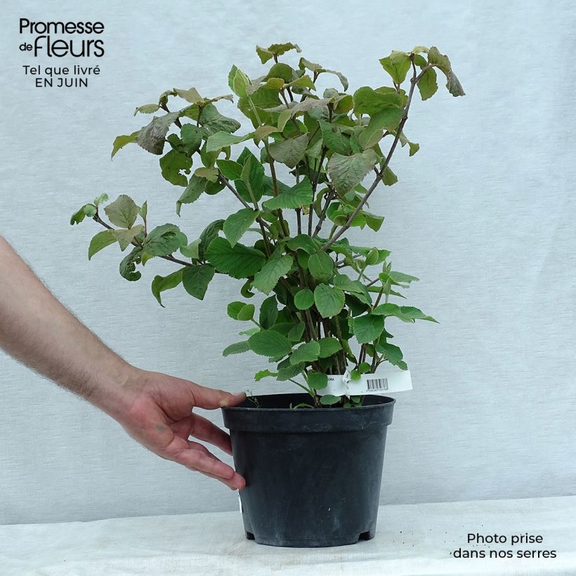 Viburnum carlesii Aurora 3L/4L pot sample as delivered in summer