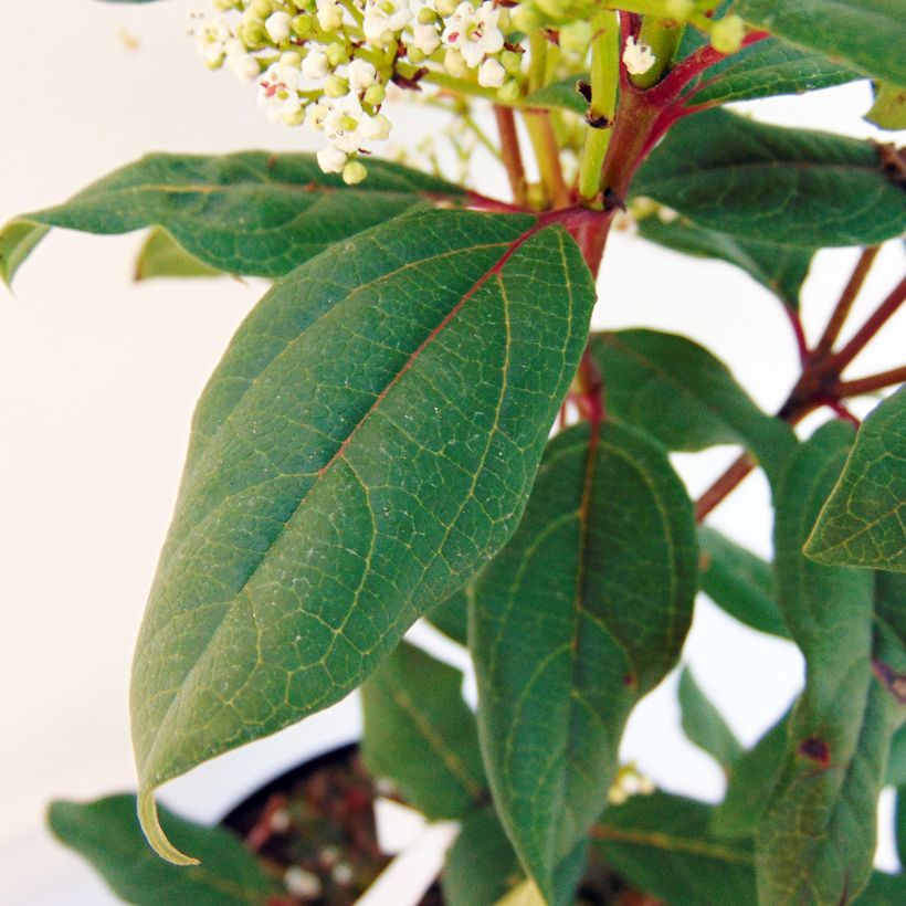 Viburnum globosum Jermyns Globe (Foliage)