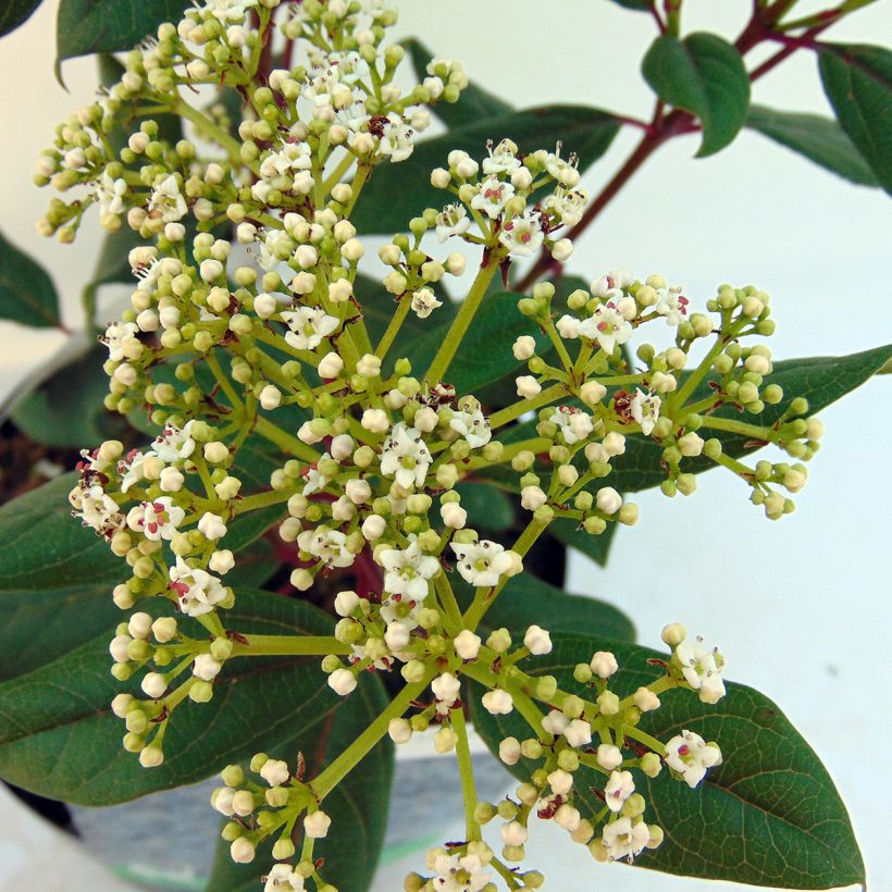 Viburnum globosum Jermyns Globe (Flowering)