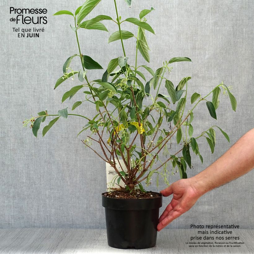 Viburnum hillieri Winton 3L/4L pot sample as delivered in summer
