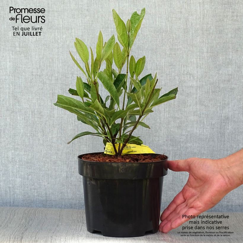Viburnum nudum Pink Beauty 3L/4L pot sample as delivered in summer
