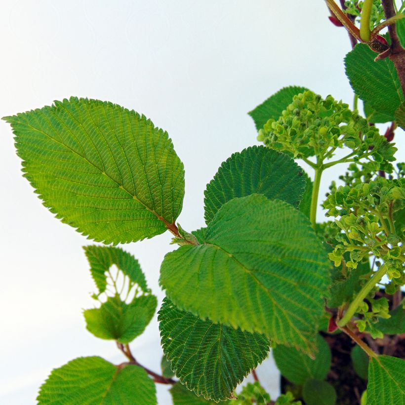 Viburnum plicatum Grandiflorum Noble (Foliage)