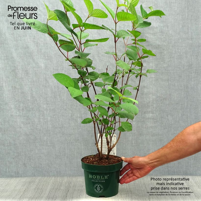 Viburnum plicatum Grandiflorum Noble 2L/3L pot sample as delivered in summer