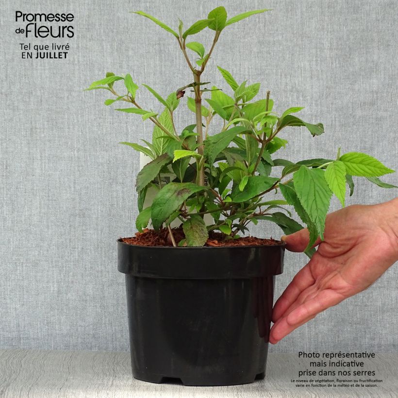 Viburnum plicatum Kilimanjaro 2L/3L pot sample as delivered in summer