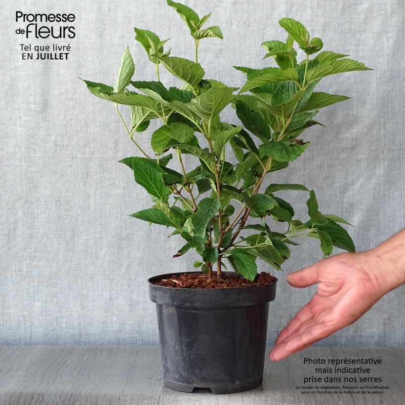Viburnum plicatum Lanarth 2L/3L pot sample as delivered in summer