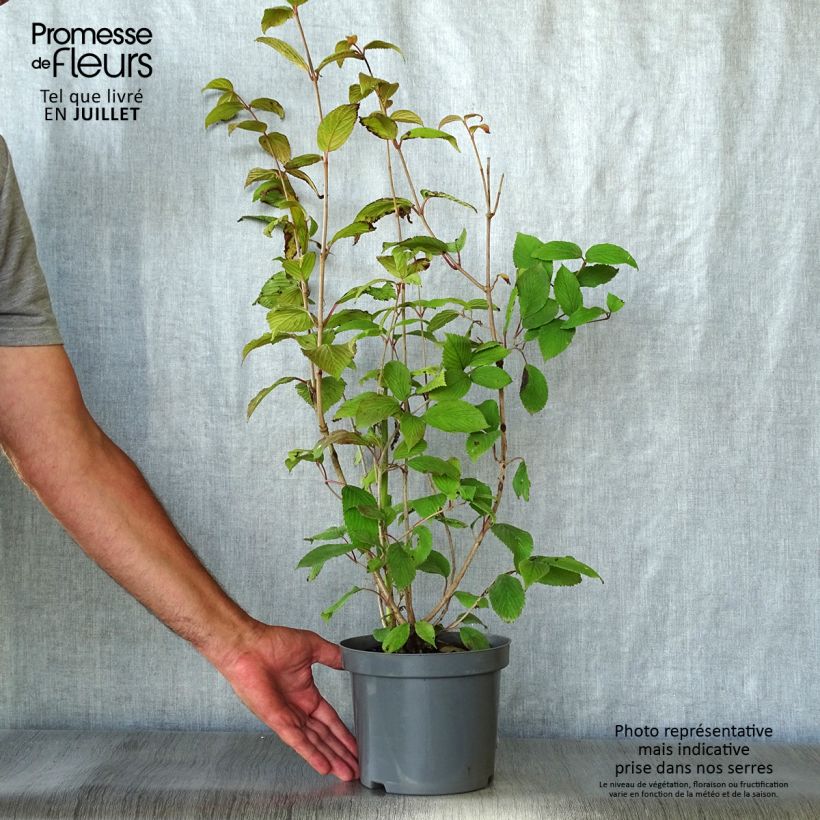 Viburnum plicatum Pink Beauty 2L/3L pot sample as delivered in summer