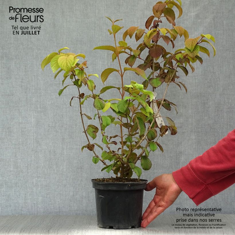 Viburnum plicatum Popcorn 3L/4L pot sample as delivered in summer