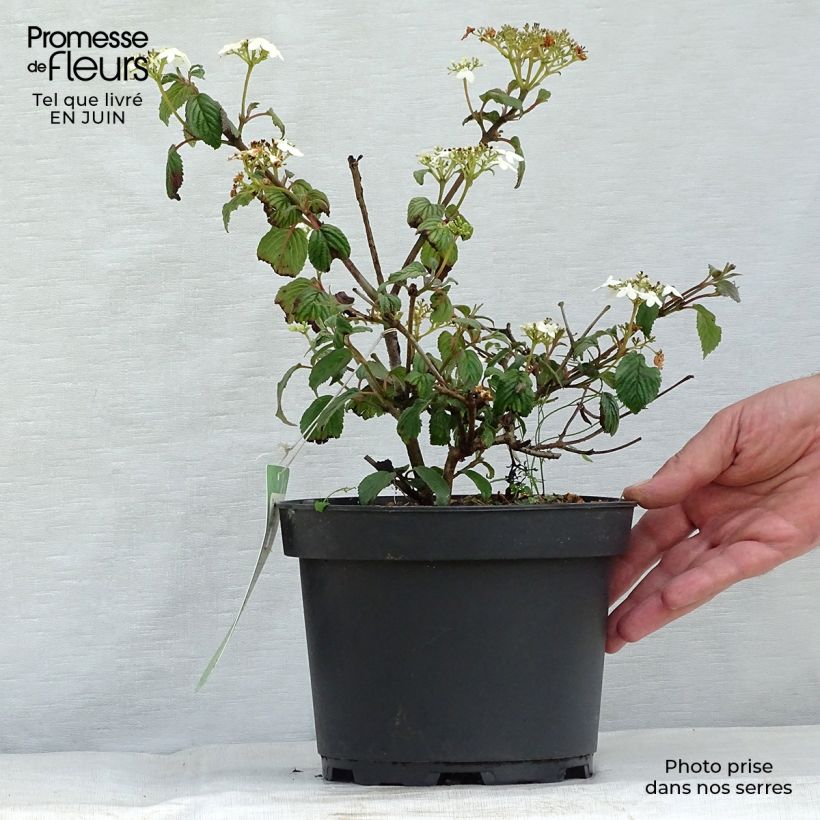Viburnum plicatum Summer Snow Flake 2L/3L pot sample as delivered in summer