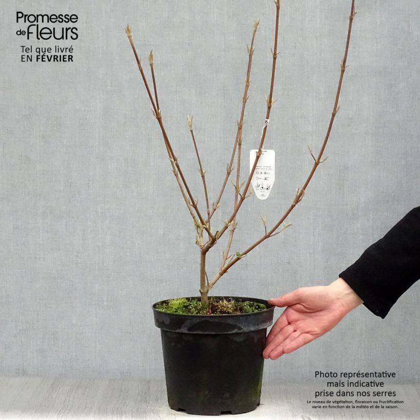 Viburnum x carlcephalum 7.5L/10L pot sample as delivered in winter