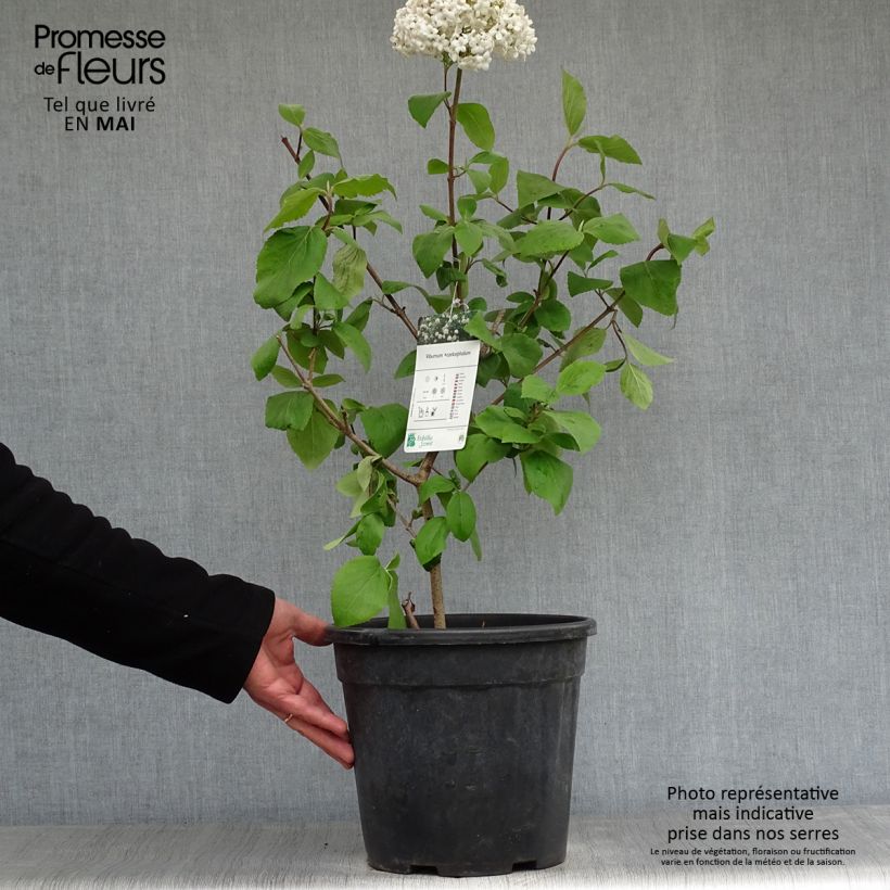 Viburnum x carlcephalum 7.5L/10L pot sample as delivered in spring