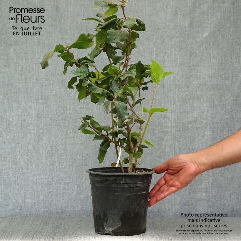Viburnum x carlcephalum 3L/4L pot sample as delivered in summer