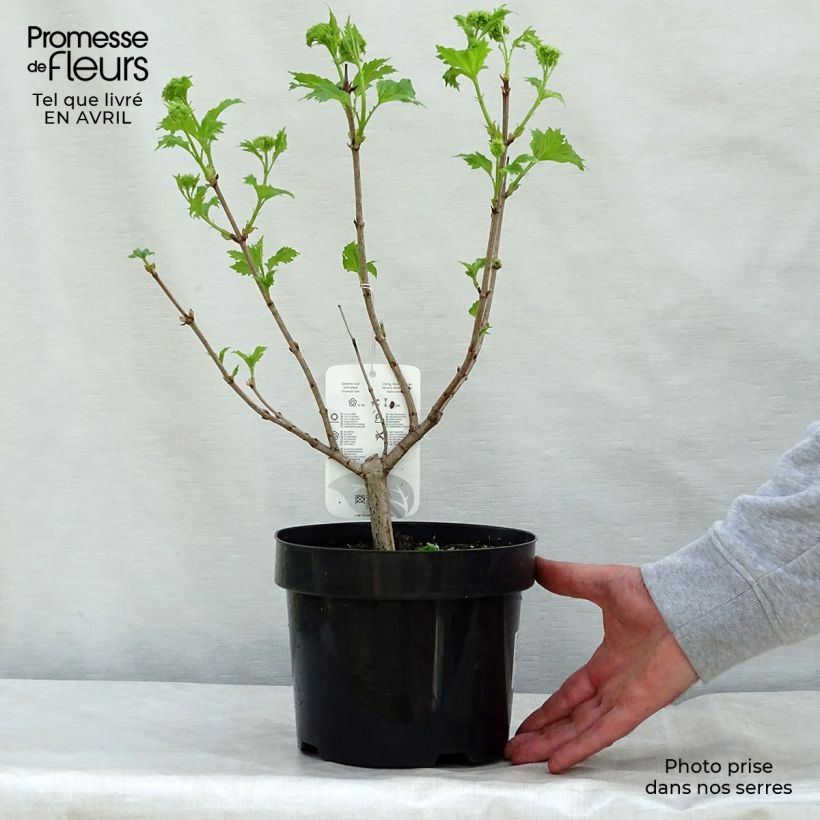 Snowball Viburnum - Viburnum opulus Roseum sample as delivered in spring