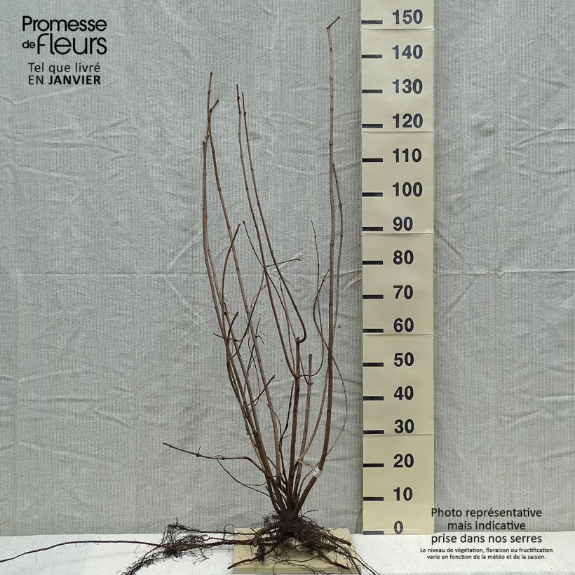 Snowball Viburnum - Viburnum opulus Roseum Bare rootShipped height around 80/100cm sample as delivered in winter