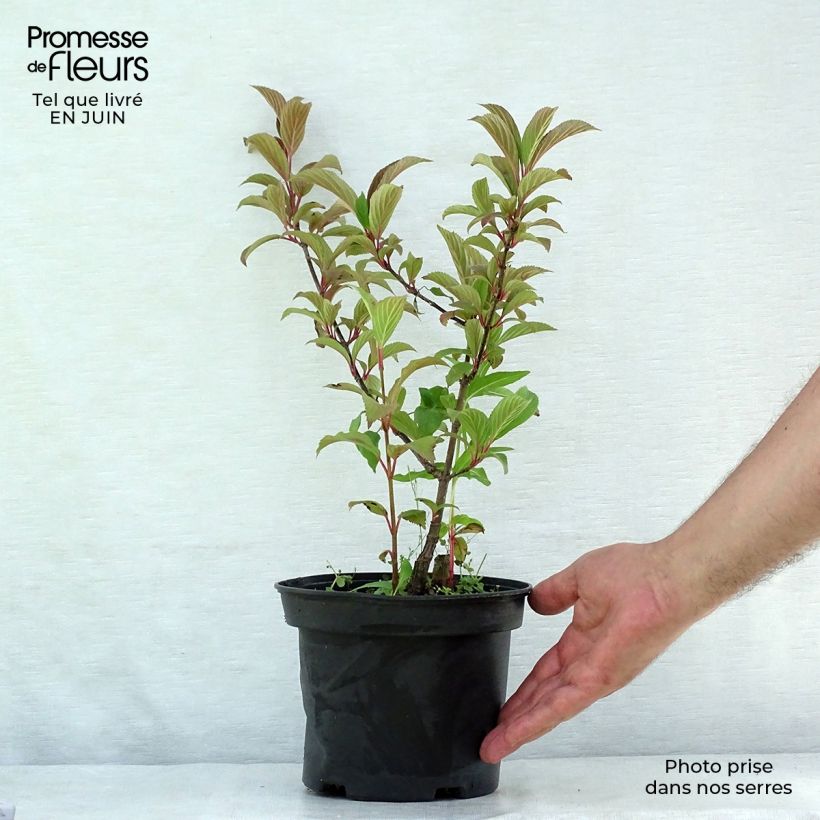 Viburnum bodnantense Charles Lamont 3L/4L pot sample as delivered in summer