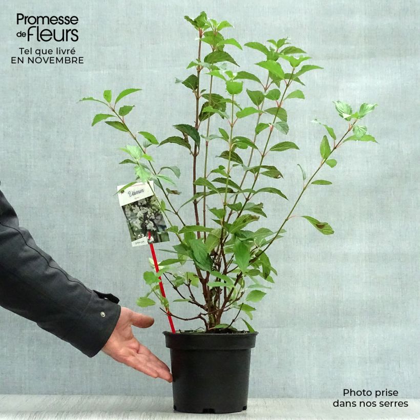 Viburnum farreri 2L/3L pot sample as delivered in autumn