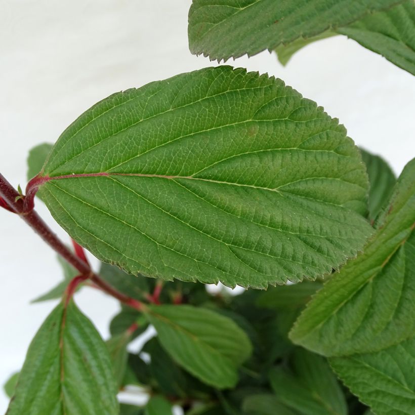 Viburnum bodnantense Charles Lamont (Foliage)