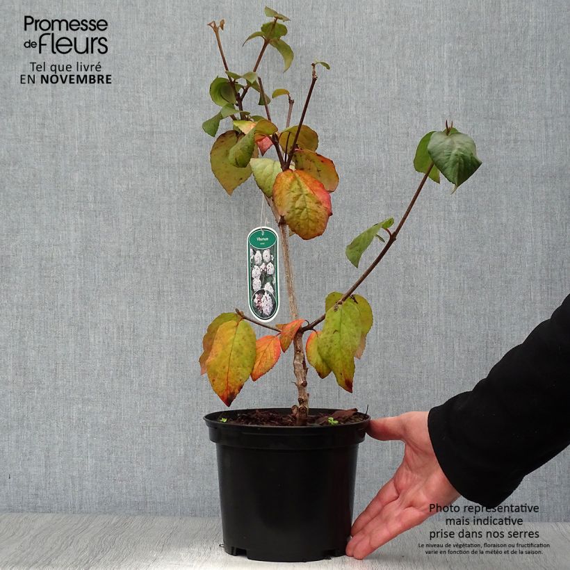 Viburnum carlesii Caprifoliaceae 2L/3L pot sample as delivered in autumn