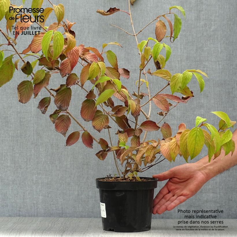 Viburnum plicatum Mariesii 3L/4L pot sample as delivered in summer