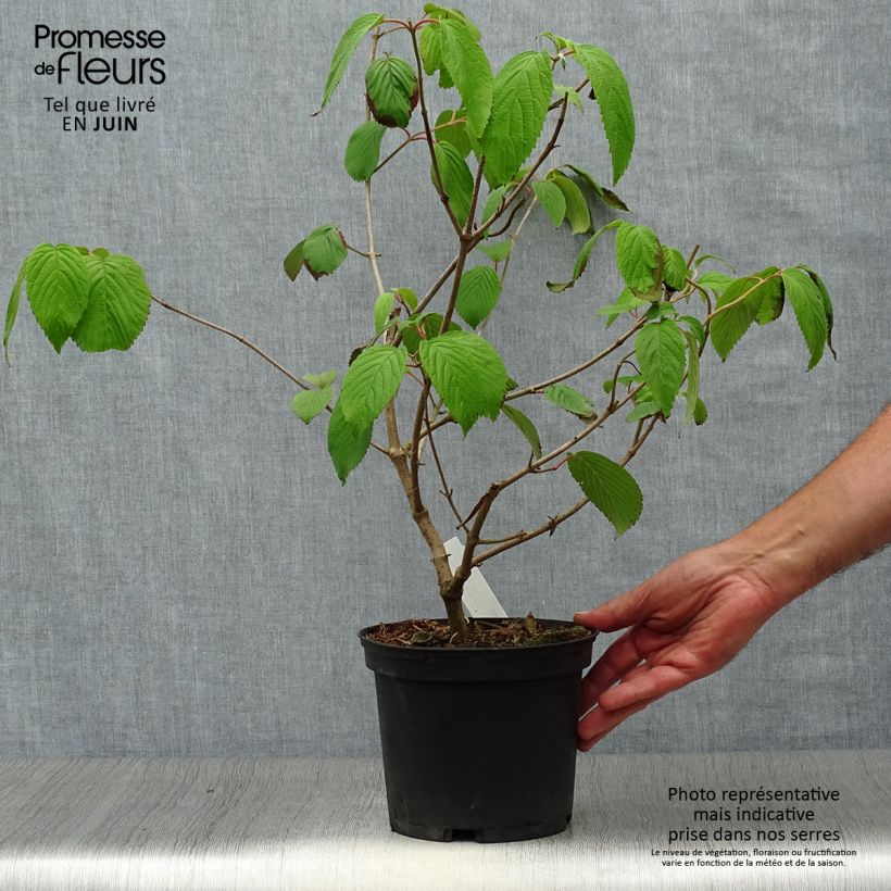 Viburnum plicatum mariesii Shasta 3L/4L pot sample as delivered in summer