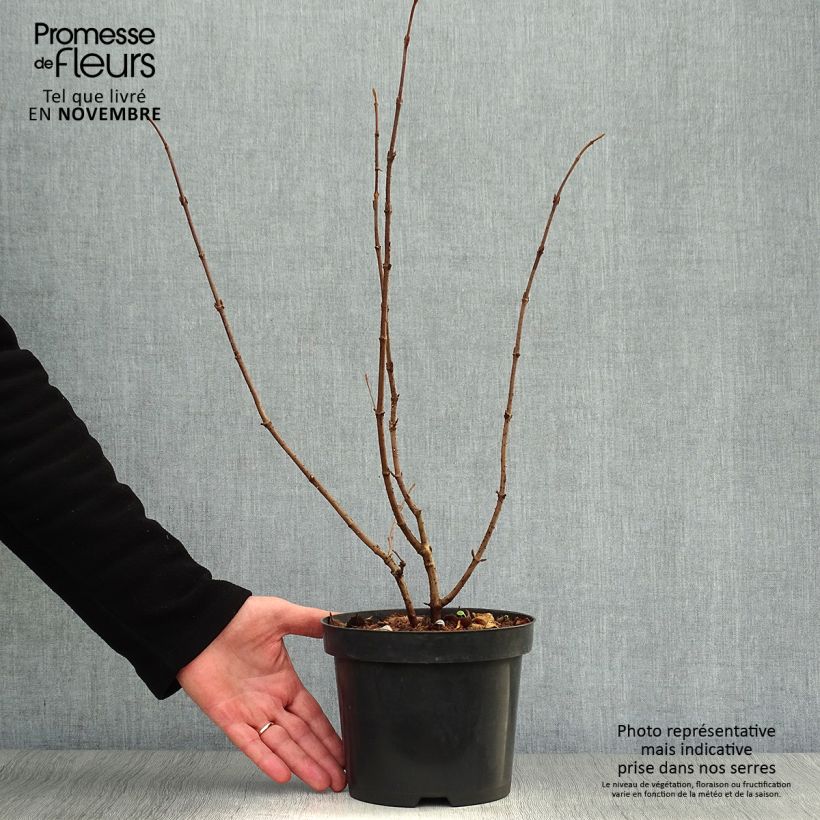 Viburnum plicatum Tomentosum 2L/3L pot sample as delivered in autumn