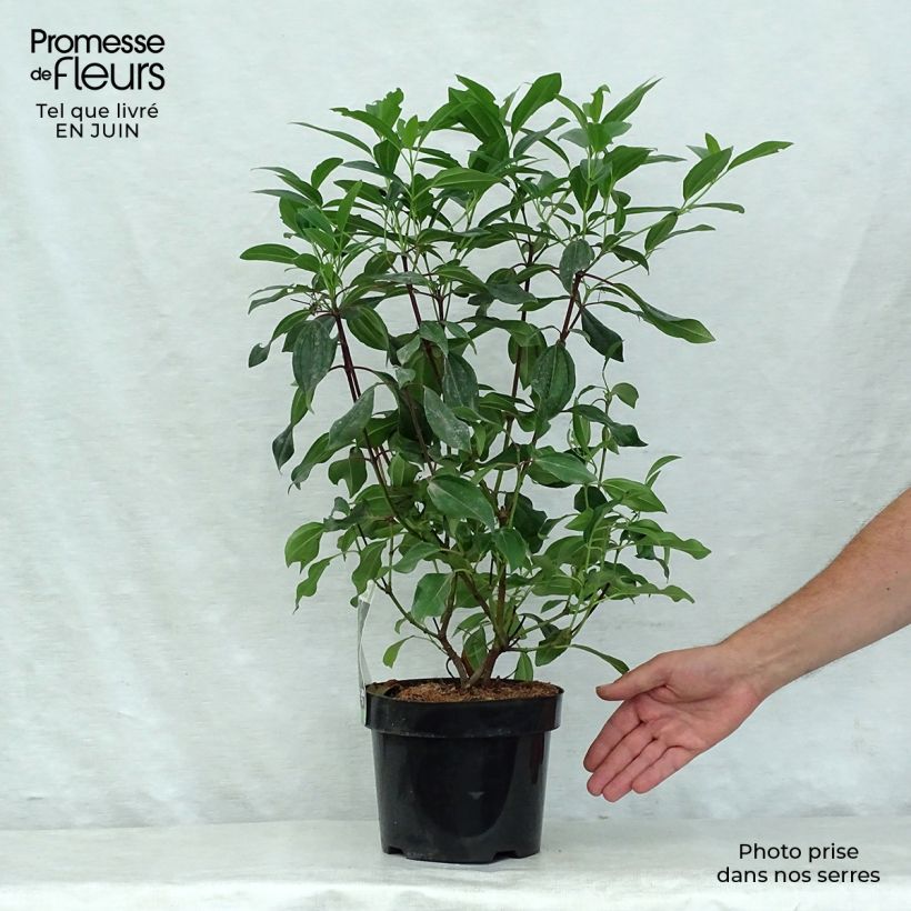 Viburnum davidii Angustifolium 3L/4L pot sample as delivered in summer