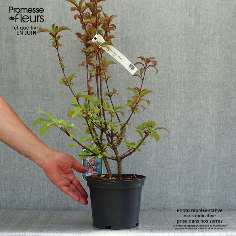 Viburnum bodnantense Dawn 2L/3L pot sample as delivered in summer