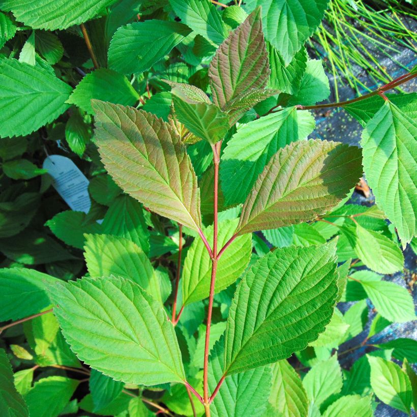 Viburnum farreri (Foliage)