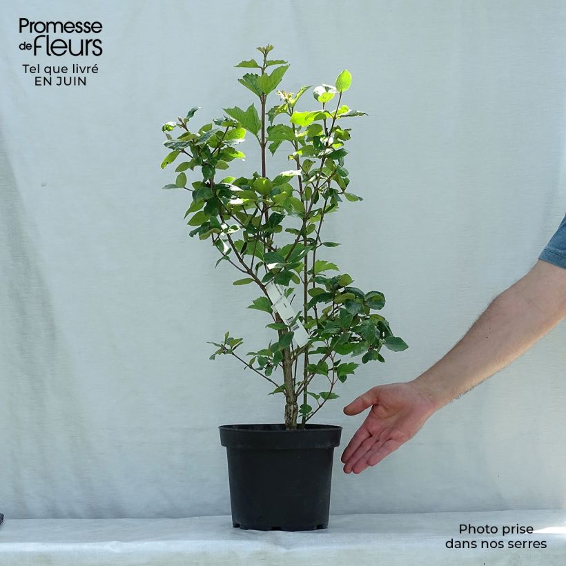 Viburnum burkwoodii Mohawk 4L/5L pot sample as delivered in summer