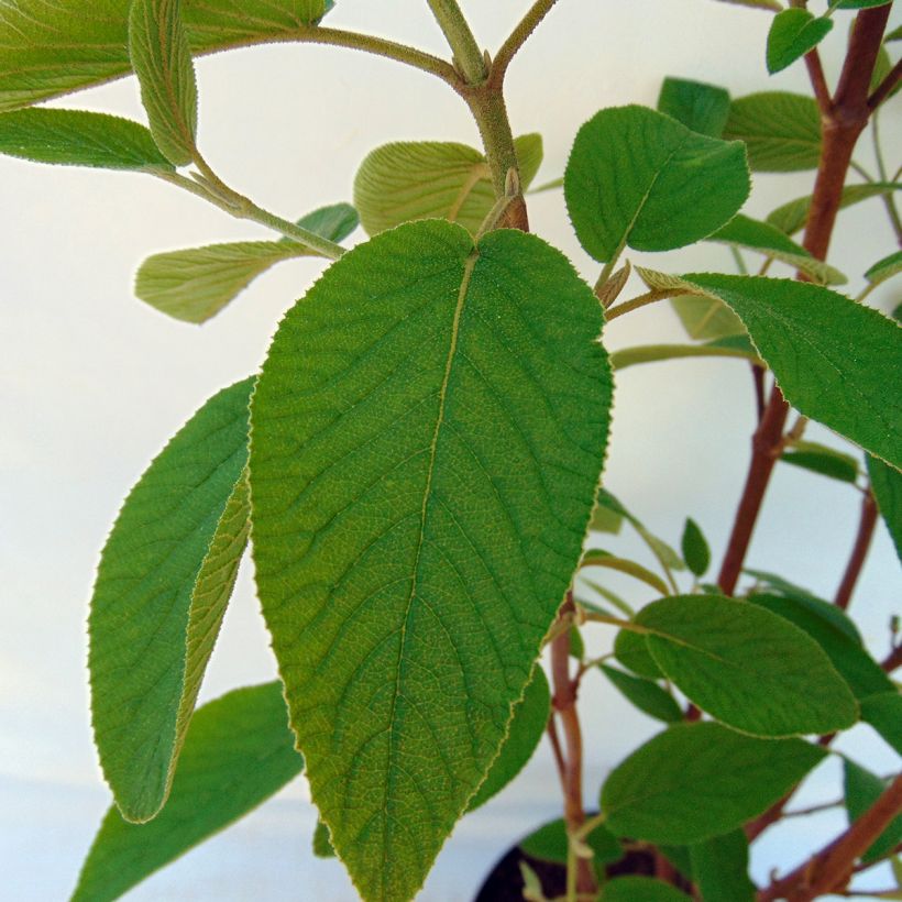 Viburnum lantana Mohican (Foliage)