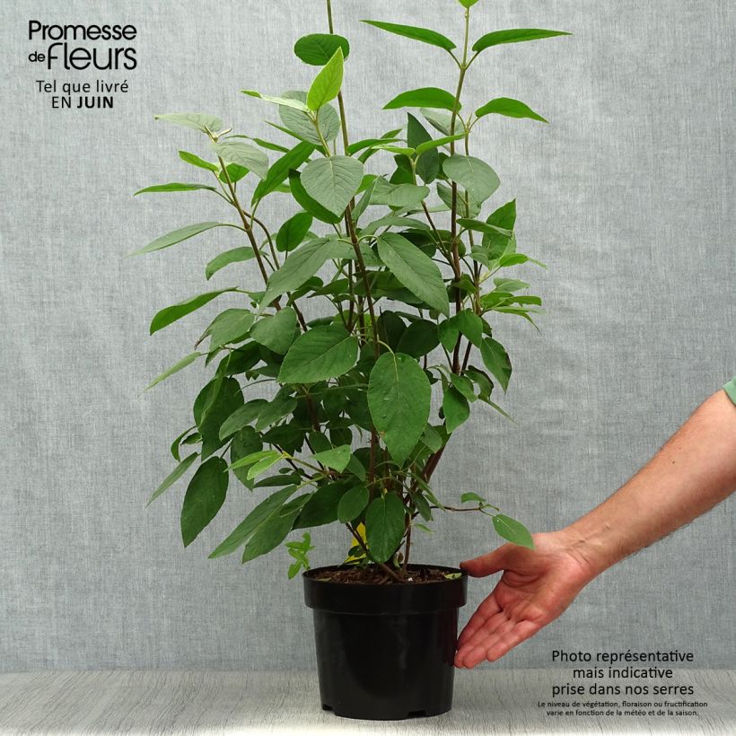 Viburnum lantana Mohican 3L/4L pot sample as delivered in summer