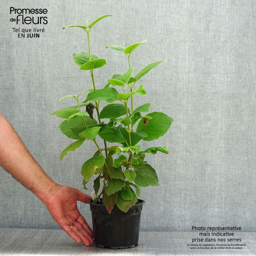 Viburnum lantana 1.5L/2L pot sample as delivered in summer