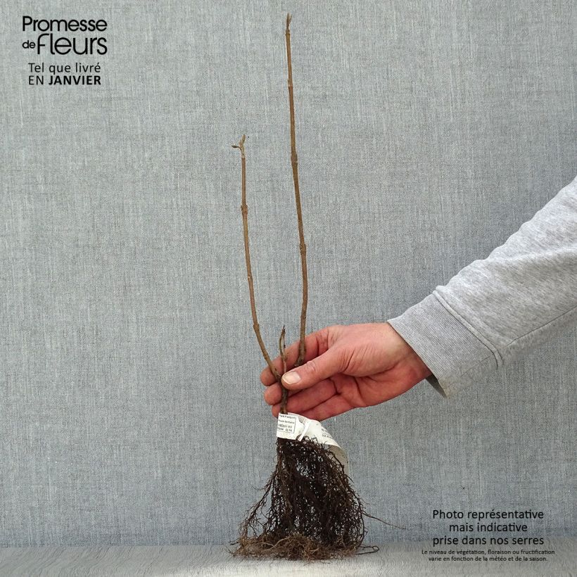Viburnum lantana Bare root sample as delivered in winter
