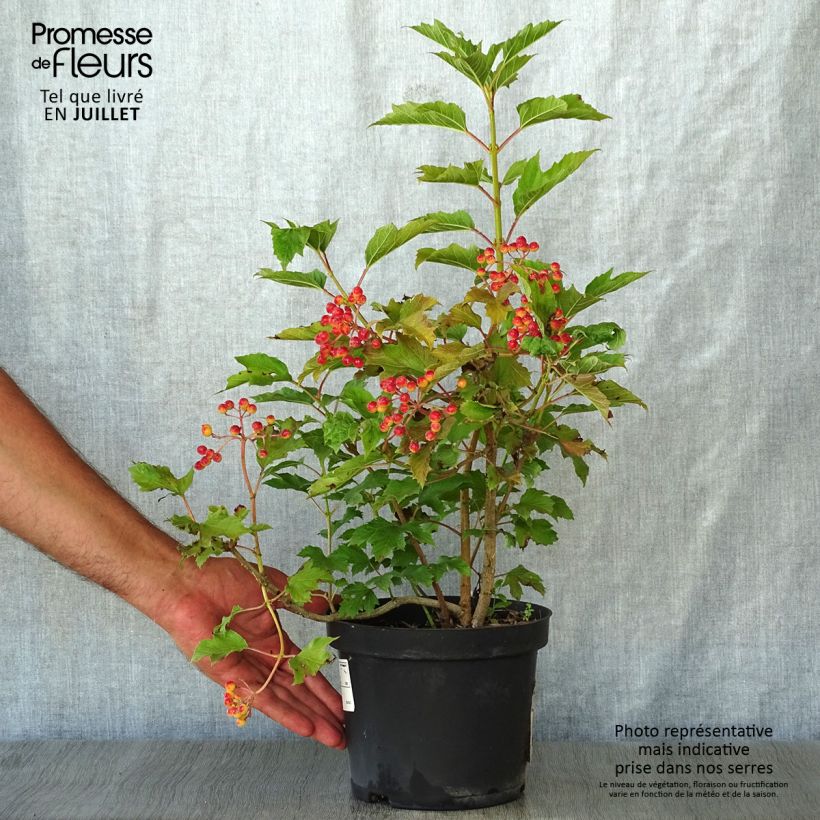Viburnum opulus Compactum 3L/4L pot sample as delivered in summer