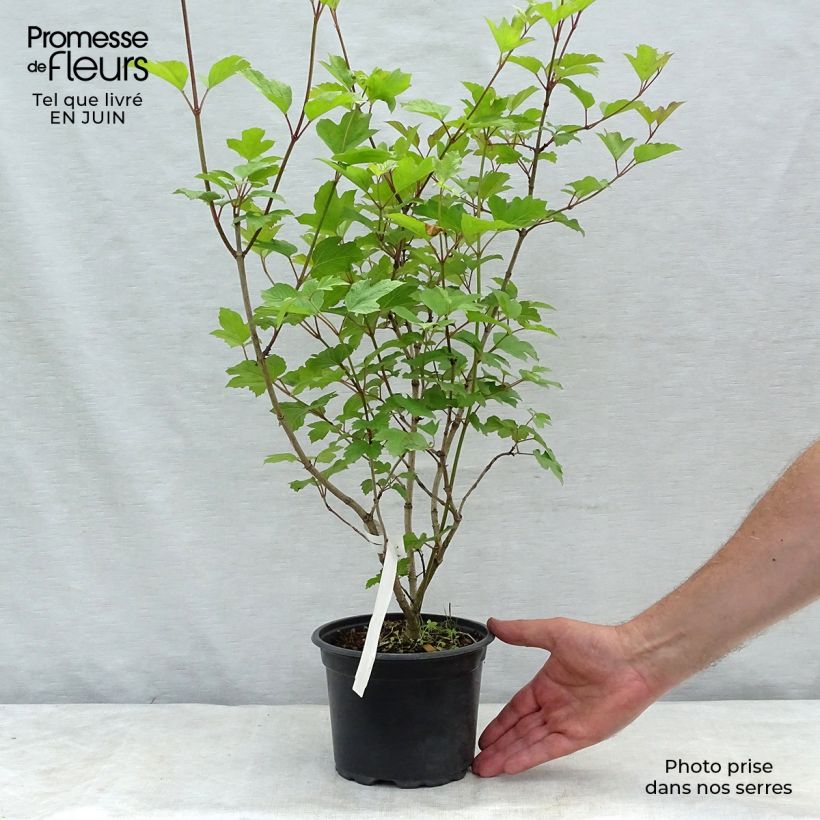 Guelder rose - Viburnum opulus 2L/3L pot sample as delivered in summer