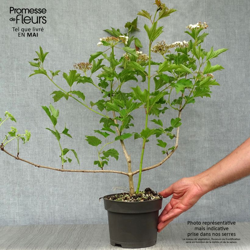 Guelder rose - Viburnum opulus 2L/3L potShipped height around 30/50cm sample as delivered in spring