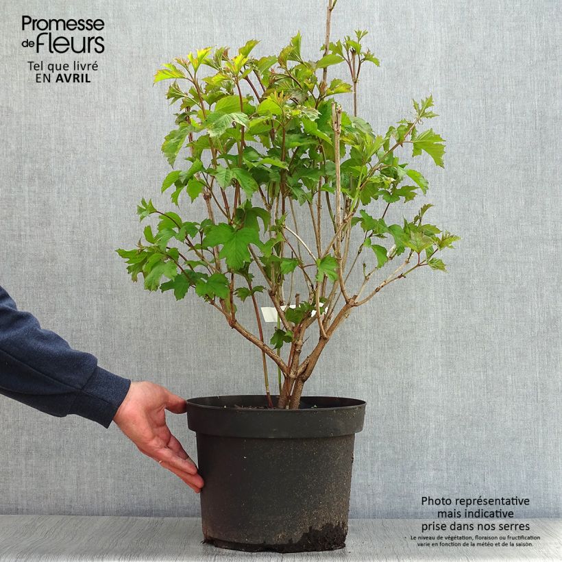 Guelder rose - Viburnum opulus 7.5L/10L potShipped height around 80/100cm sample as delivered in spring