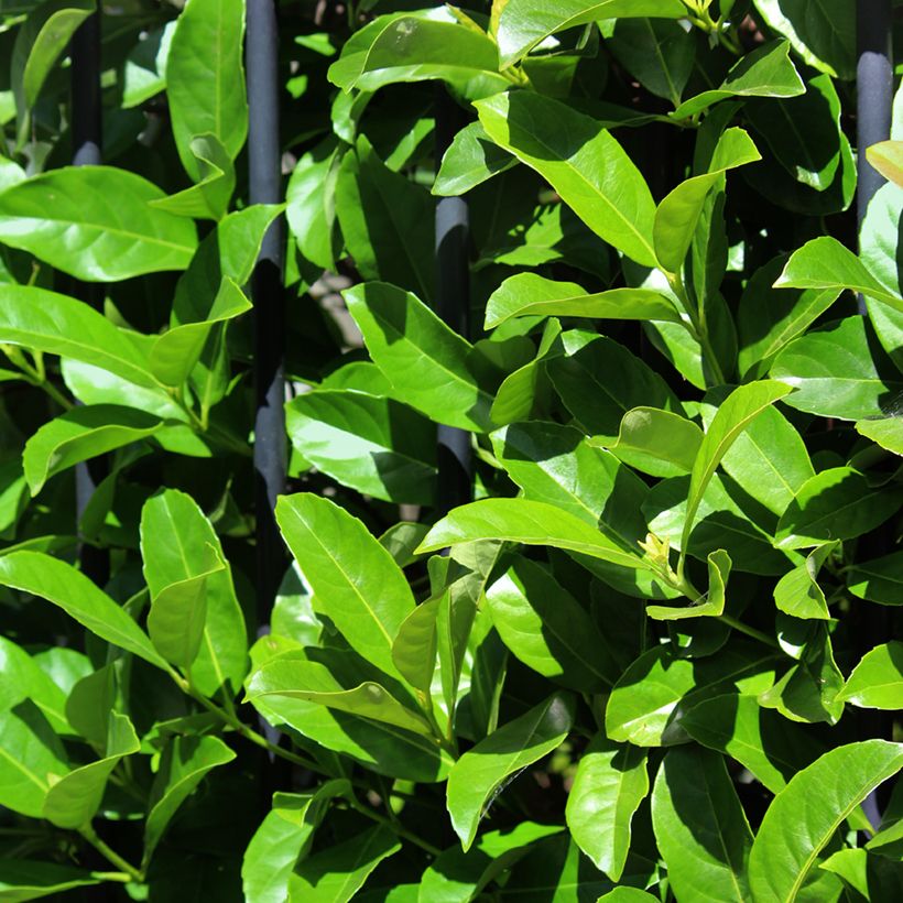 Viburnum odoratissimum  (Foliage)