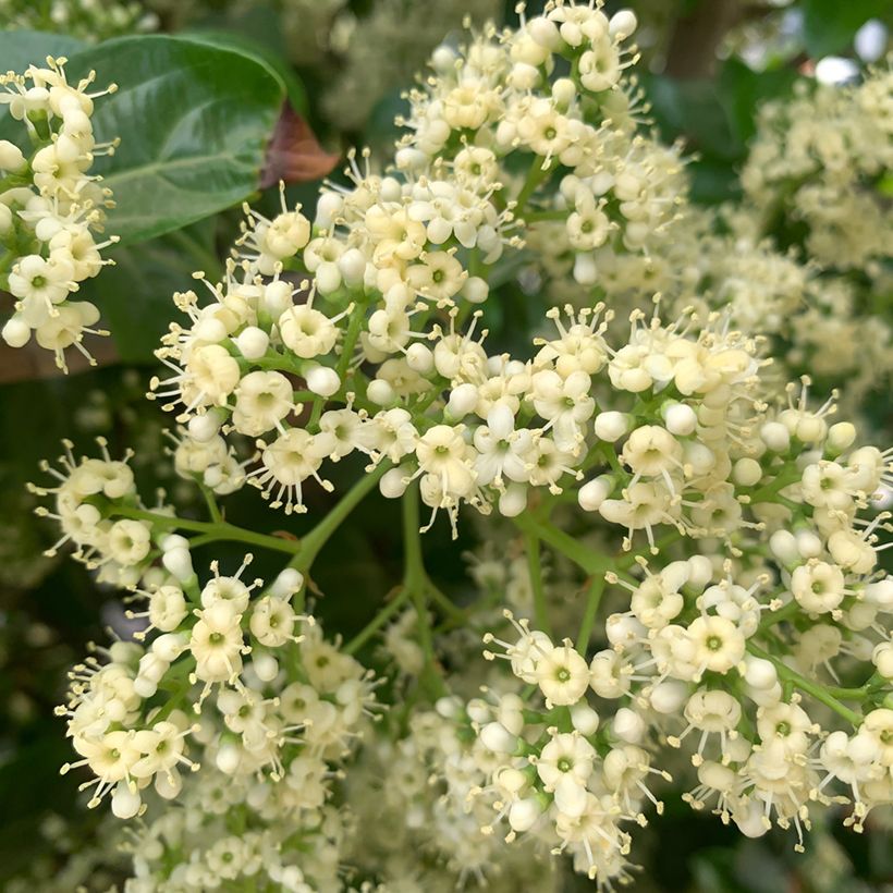 Viburnum odoratissimum  (Flowering)