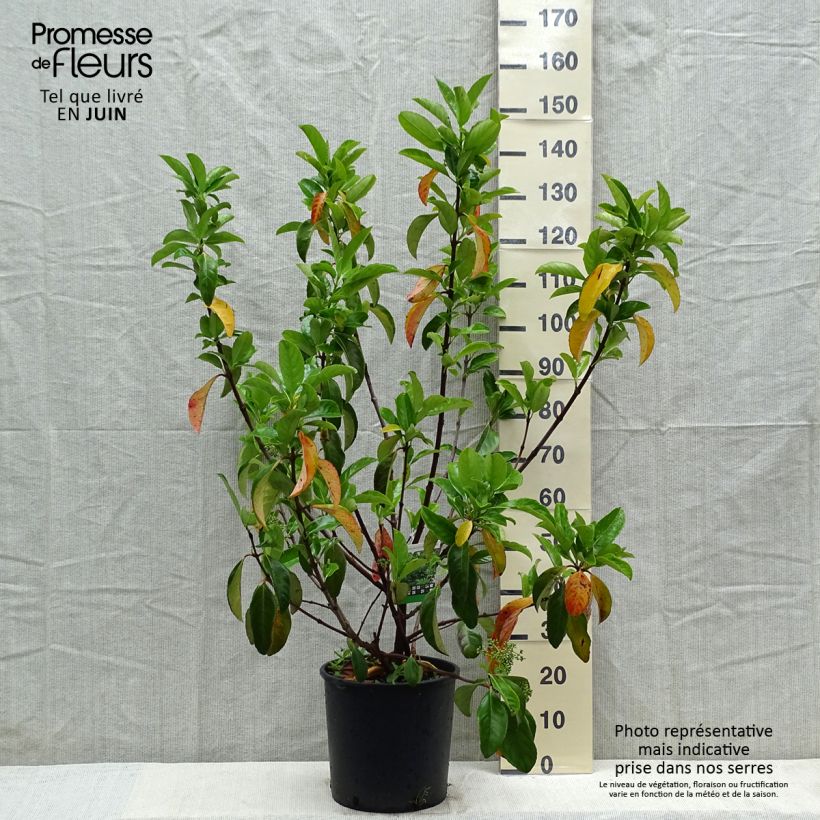 Viburnum odoratissimum  7.5L/10L potShipped height around 80/100cm sample as delivered in spring