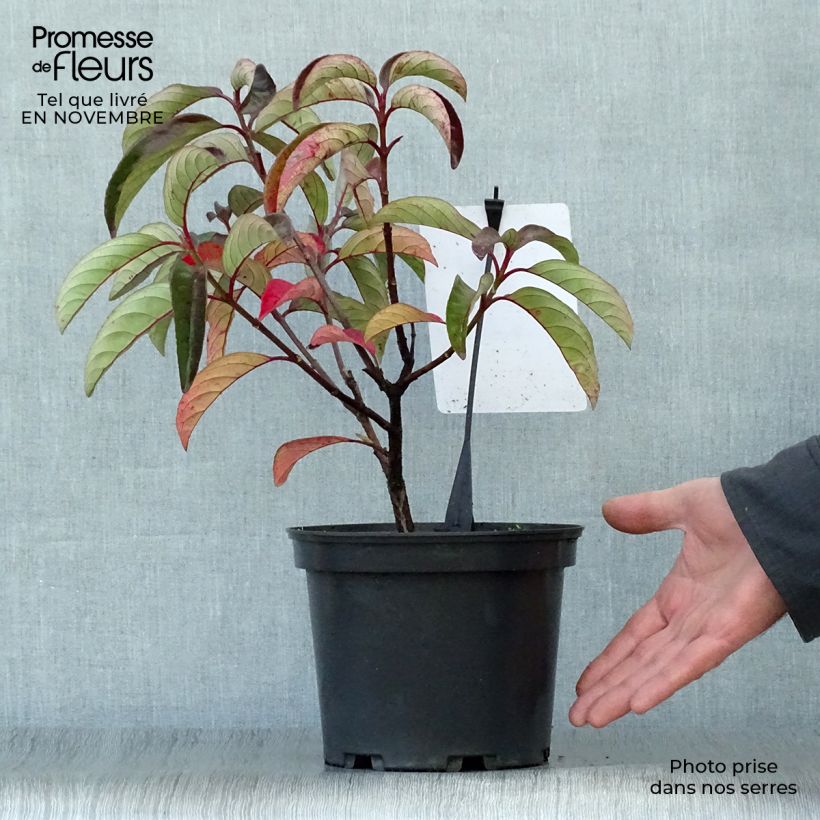Viburnum Le Bois Marquis 3L/4L pot sample as delivered in autumn