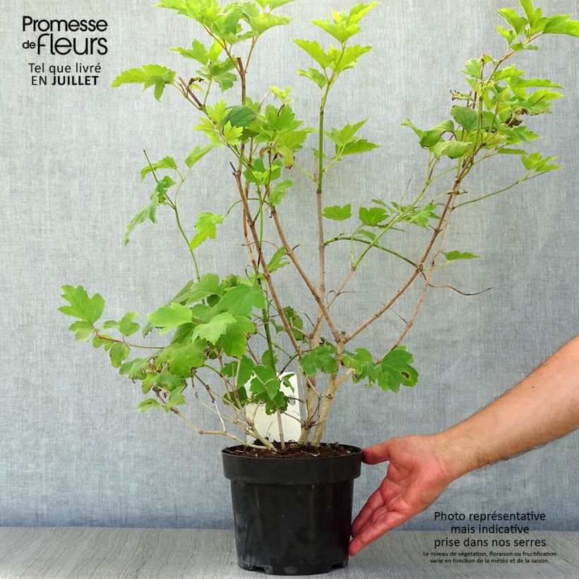 Viburnum trilobum Wentworth 3L/4L pot sample as delivered in summer
