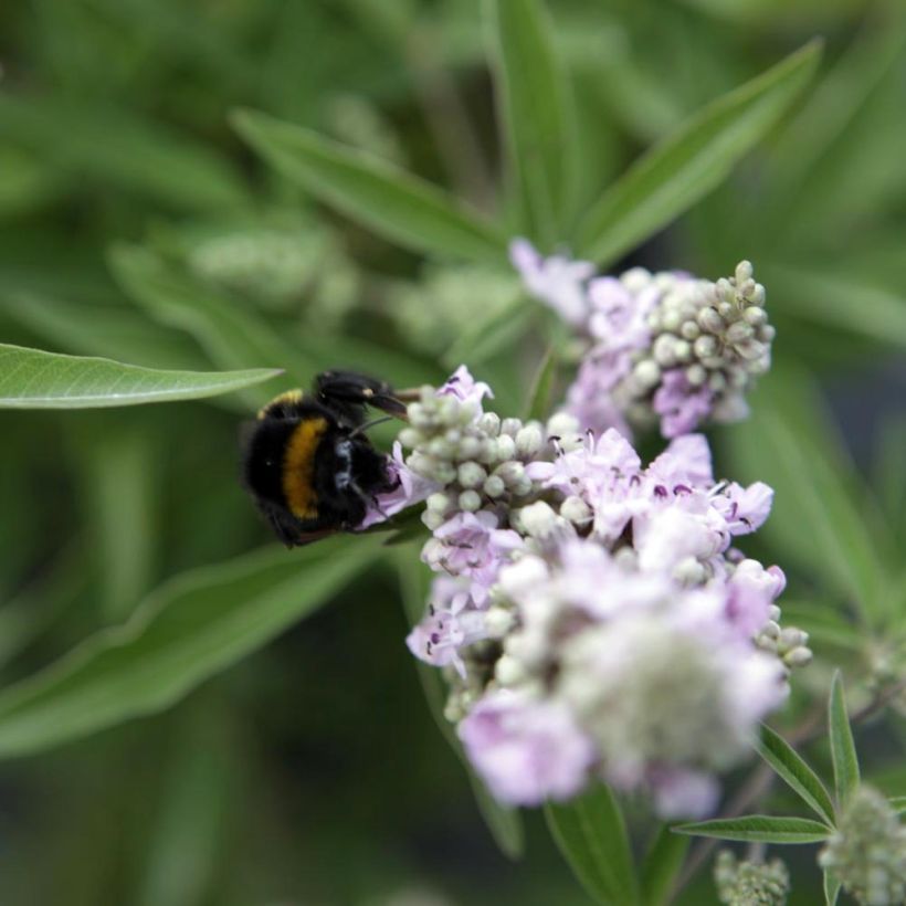 Vitex agnus-castus Pink Pinnacle - Chaste Tree (Flowering)